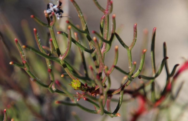 Serruria lacunosa, photographed by Tony Rebelo