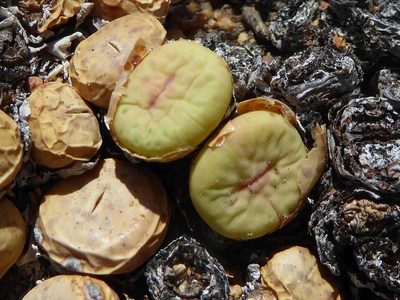 Conophytum pageae, photographed by Andrew Hankey