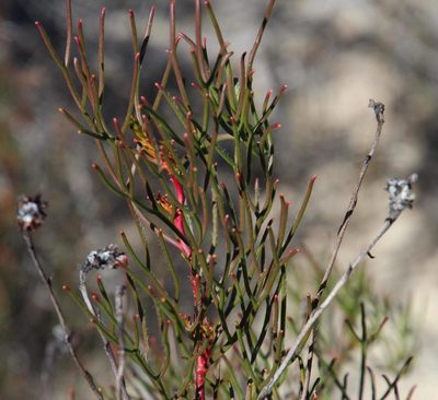 Serruria lacunosa, photographed by Tony Rebelo