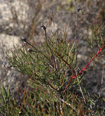 Serruria lacunosa, photographed by Tony Rebelo