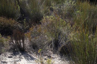 Serruria lacunosa, photographed by Tony Rebelo