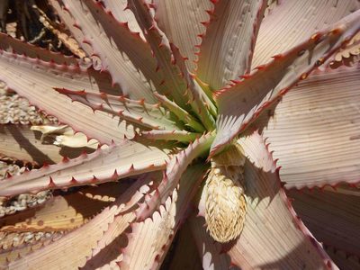Aloe glauca, photographed by Andrew Hankey
