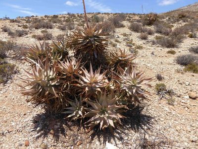 Aloe glauca, photographed by Andrew Hankey