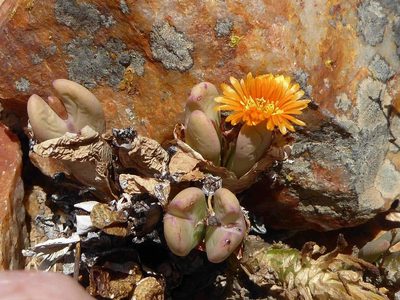 Conophytum frutescens, photographed by Andrew Hankey