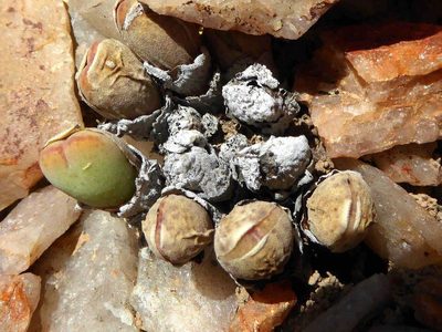 Conophytum meyeri, photographed by Andrew Hankey