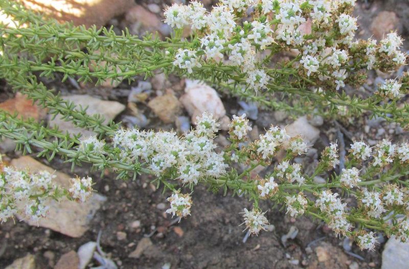 Selago gracilis, photographed by douglaseustonbrown