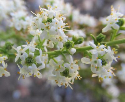 Selago gracilis, photographed by douglaseustonbrown