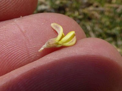 Aspalathus obtusata, photographed by Andrew Hankey