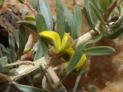 Aspalathus obtusata, photographed by Andrew Hankey