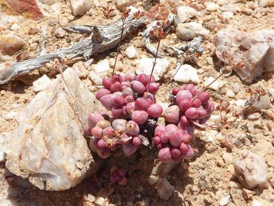 Crassula elegans, photographed by Andrew Hankey