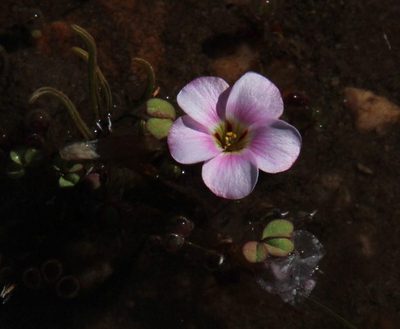 Oxalis amblyosepala, photographed by Tony Rebelo