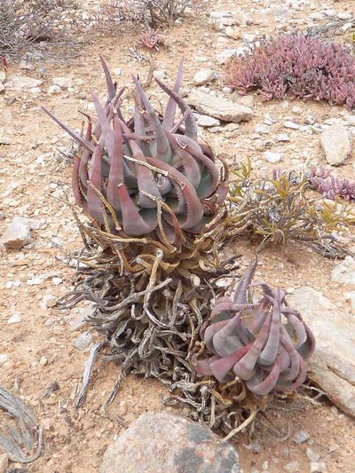 Aloe krapohliana, photographed by Andrew Hankey