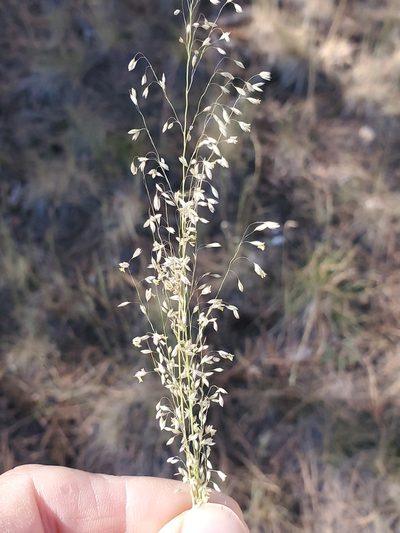 Muhlenbergia tricholepis, photographed by Craig Martin