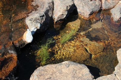 Isolepis striata, photographed by Tony Rebelo