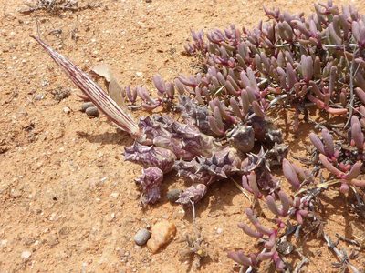 Orbea namaquensis, photographed by Andrew Hankey