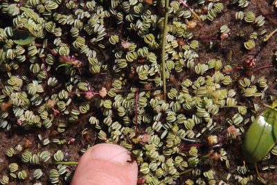 Oxalis oculifera, photographed by Tony Rebelo