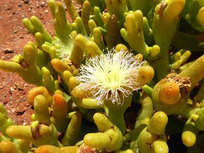 Mesembryanthemum hypertrophicum, photographed by Andrew Hankey