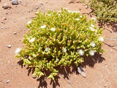 Mesembryanthemum hypertrophicum, photographed by Andrew Hankey