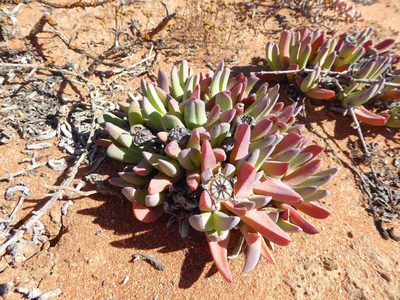 Cheiridopsis robusta, photographed by Andrew Hankey