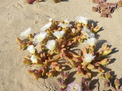 Mesembryanthemum hypertrophicum, photographed by Andrew Hankey
