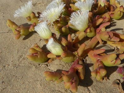 Mesembryanthemum hypertrophicum, photographed by Andrew Hankey