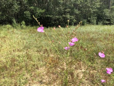 Agalinis fasciculata, photographed by Tom Kelly