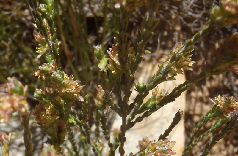 Passerina comosa, photographed by Nicola van Berkel
