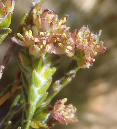 Passerina comosa, photographed by Nicola van Berkel