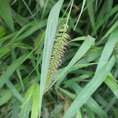 Setaria adhaerens, photographed by Juan Carlos Fonseca Mata