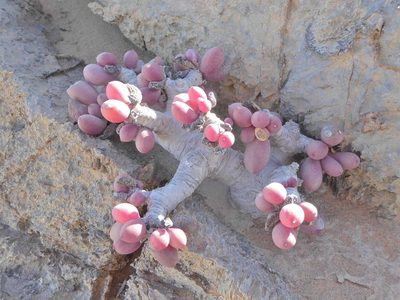 Crassothonna clavifolia, photographed by Andrew Hankey