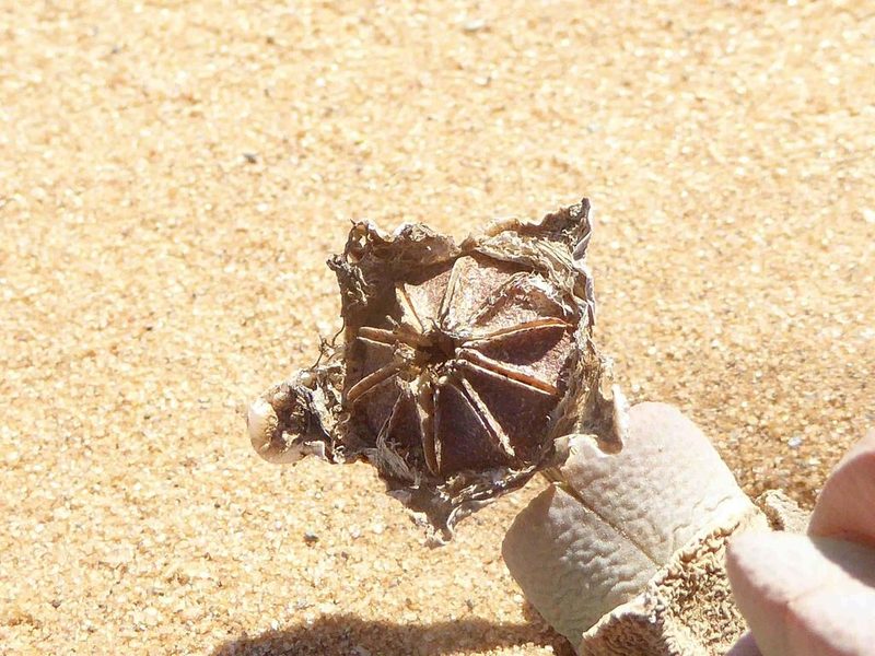 Cheiridopsis brownii, photographed by Andrew Hankey