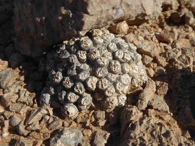 Conophytum saxetanum, photographed by Andrew Hankey