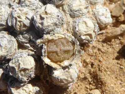 Conophytum saxetanum, photographed by Andrew Hankey