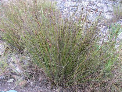 Tetraria maculata, photographed by douglaseustonbrown