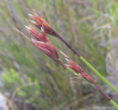Tetraria maculata, photographed by douglaseustonbrown