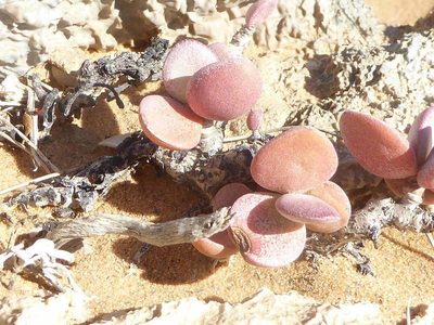 Adromischus montium-klinghardtii, photographed by Andrew Hankey