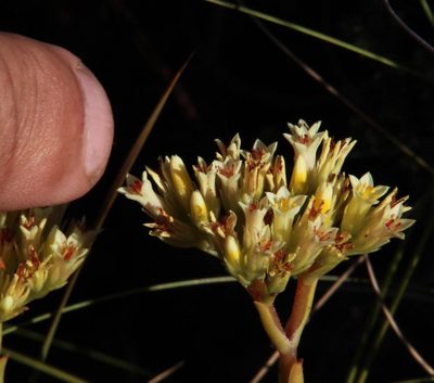 Crassula flava, photographed by Tony Rebelo