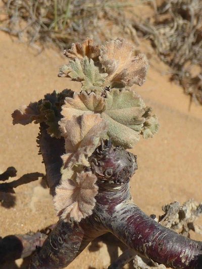 Pelargonium crassicaule, photographed by Andrew Hankey