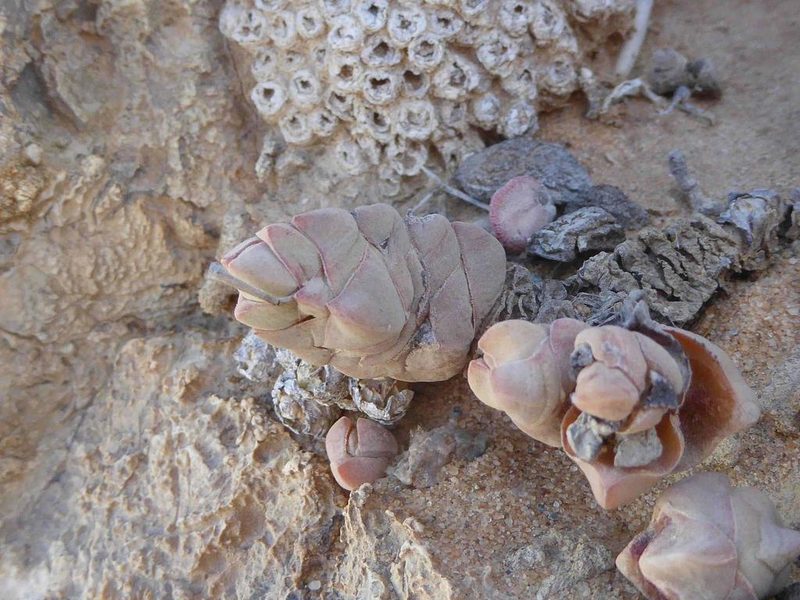 Crassula plegmatoides, photographed by Andrew Hankey