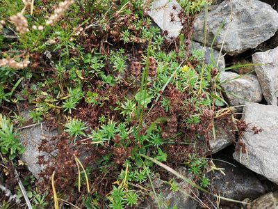 Saxifraga aizoides, photographed by Jens-Christian Svenning