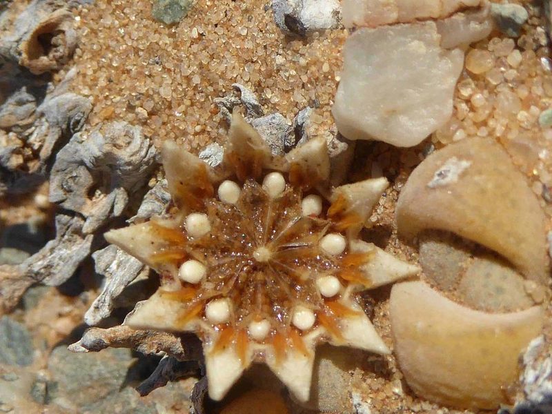 Cheiridopsis verrucosa, photographed by Andrew Hankey