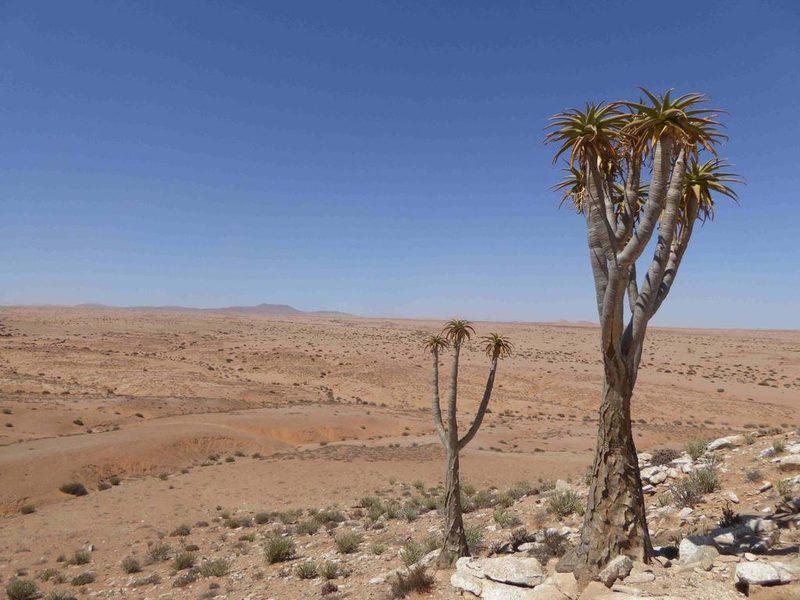 Aloidendron pillansii, photographed by Andrew Hankey