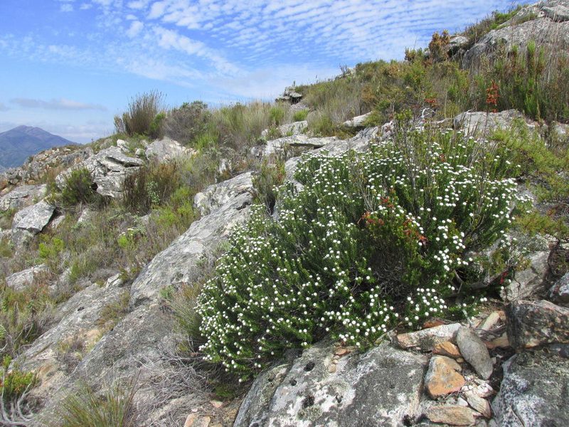 Phylica alba, photographed by douglaseustonbrown