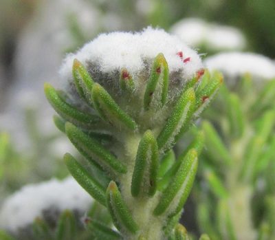 Phylica alba, photographed by douglaseustonbrown