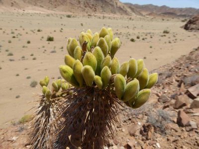 Pachypodium namaquanum, photographed by Andrew Hankey