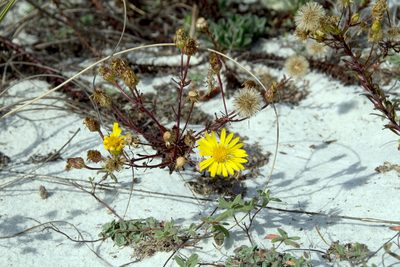 Chrysopsis godfreyi, photographed by Paul Asman