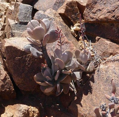 Adromischus alstonii, photographed by Andrew Hankey