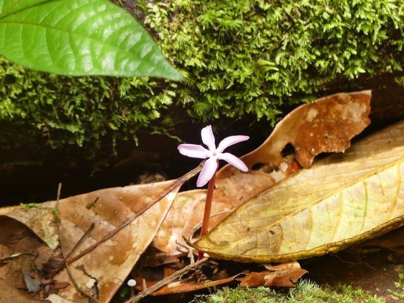Voyria rosea, photographed by Guillaume Delaitre