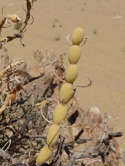 Mesembryanthemum nucifer, photographed by Andrew Hankey