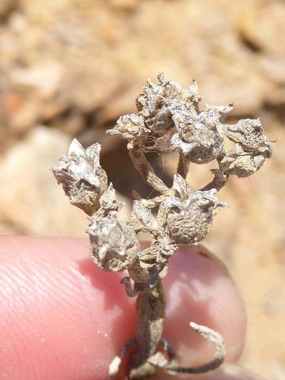 Mesembryanthemum nucifer, photographed by Andrew Hankey